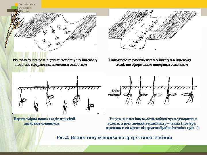 Різноглибинне розміщення насіння у насіннєвому ложі, що сформоване дисковим сошником Нерівномірна поява сходів при