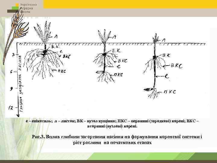 е – епікотиль; л – листок; ВК – вузол кущіння; ПКС – первинні (зародкові)