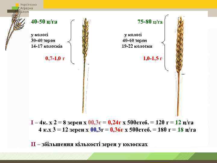 40 -50 ц/га у колосі 30 -40 зерен 14 -17 колосків 0, 7 -1,