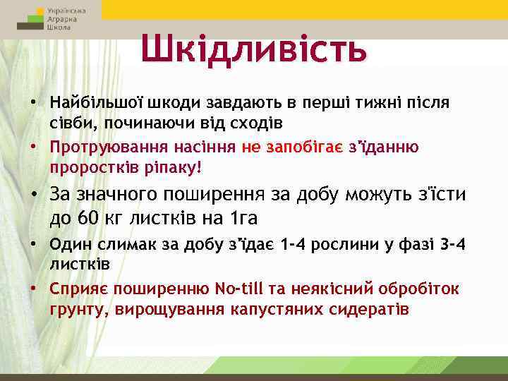 Шкідливість • Найбільшої шкоди завдають в перші тижні після сівби, починаючи від сходів •