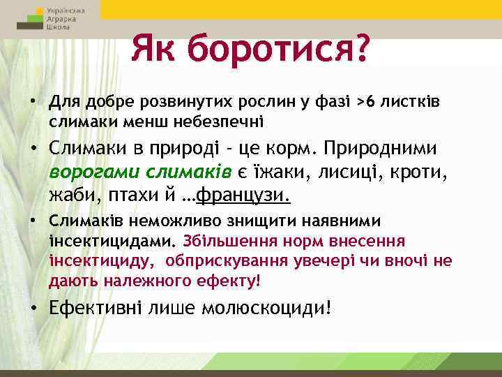 Як боротися? • Для добре розвинутих рослин у фазі >6 листків слимаки менш небезпечні