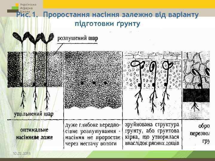 Рис. 1. Проростання насіння залежно від варіанту підготовки ґрунту 10. 02. 2018 