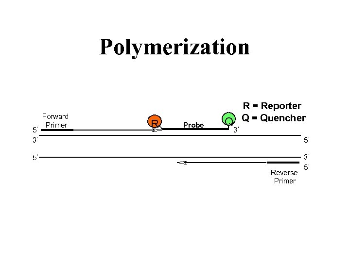 Polymerization 5 3 Forward Primer R Probe R = Reporter Q Q = Quencher