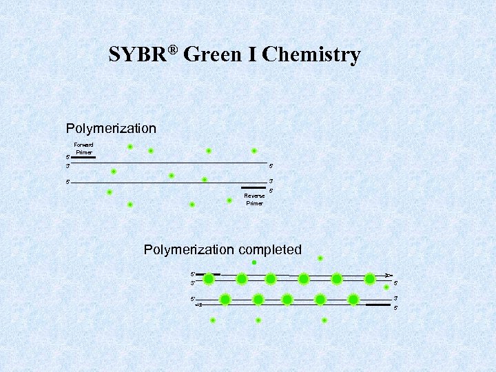 SYBR® Green I Chemistry Polymerization 5' Forward Primer 3' 5' 5' 3' Reverse Primer