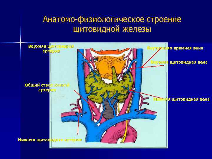 Анатомо-физиологическое строение щитовидной железы Верхняя щитовидная артерия Внутренняя яремная вена Верхняя щитовидная вена Общий