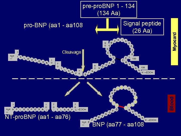 Signal peptide (26 Aa) pro-BNP (aa 1 - aa 108) Cleavage 1 H 2