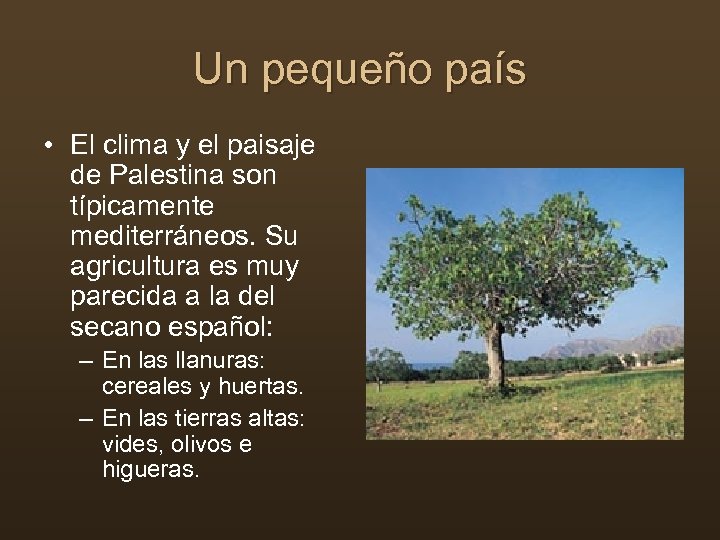 Un pequeño país • El clima y el paisaje de Palestina son típicamente mediterráneos.