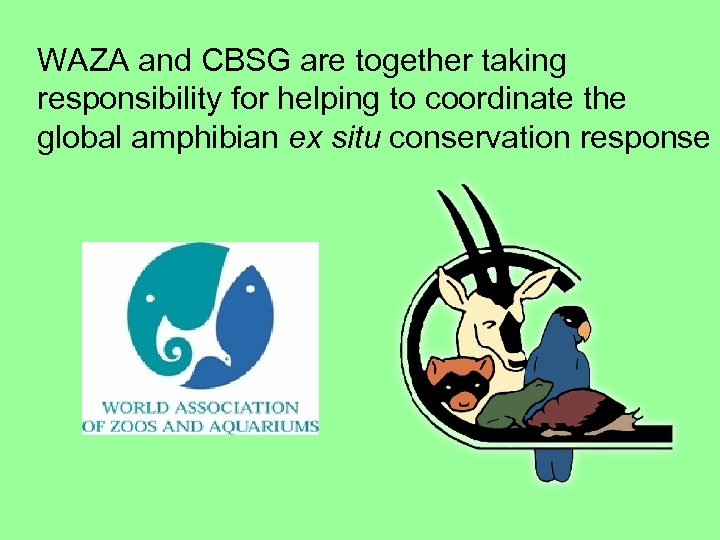 WAZA and CBSG are together taking responsibility for helping to coordinate the global amphibian