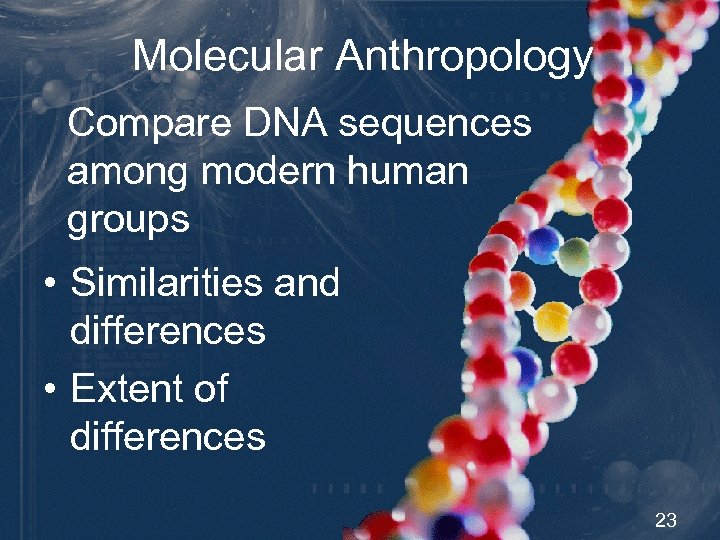 Molecular Anthropology Compare DNA sequences among modern human groups • Similarities and differences •