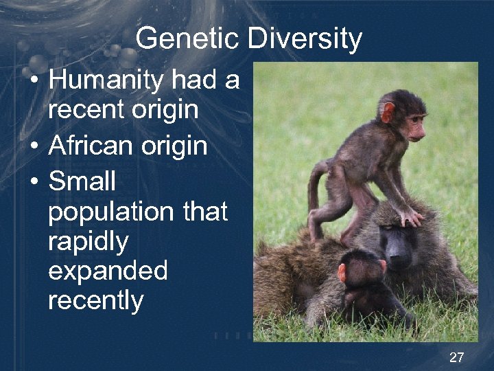 Genetic Diversity • Humanity had a recent origin • African origin • Small population