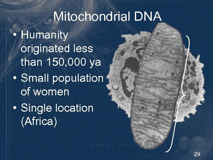 Mitochondrial DNA • Humanity originated less than 150, 000 ya • Small population of