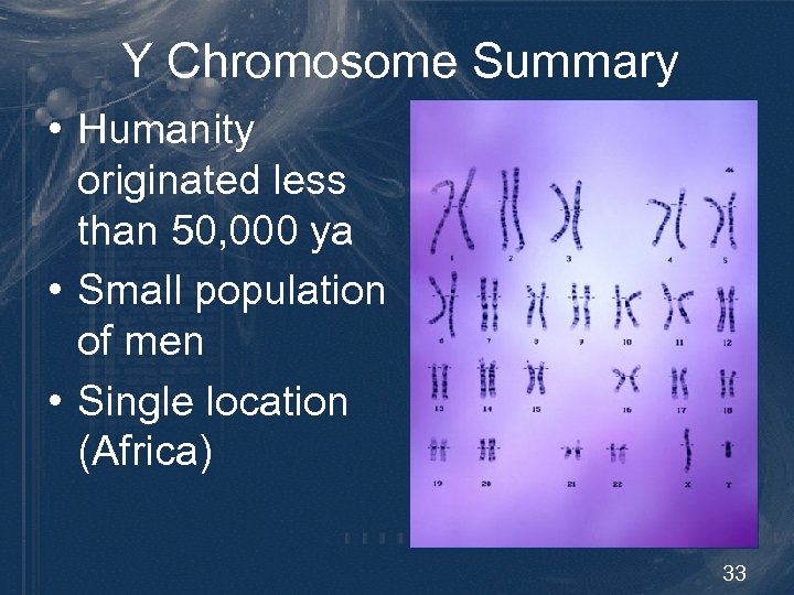 Y Chromosome Summary • Humanity originated less than 50, 000 ya • Small population
