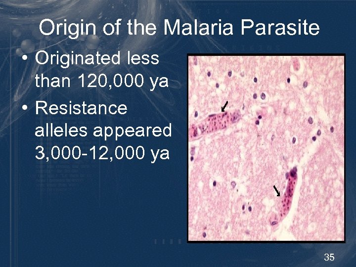 Origin of the Malaria Parasite • Originated less than 120, 000 ya • Resistance