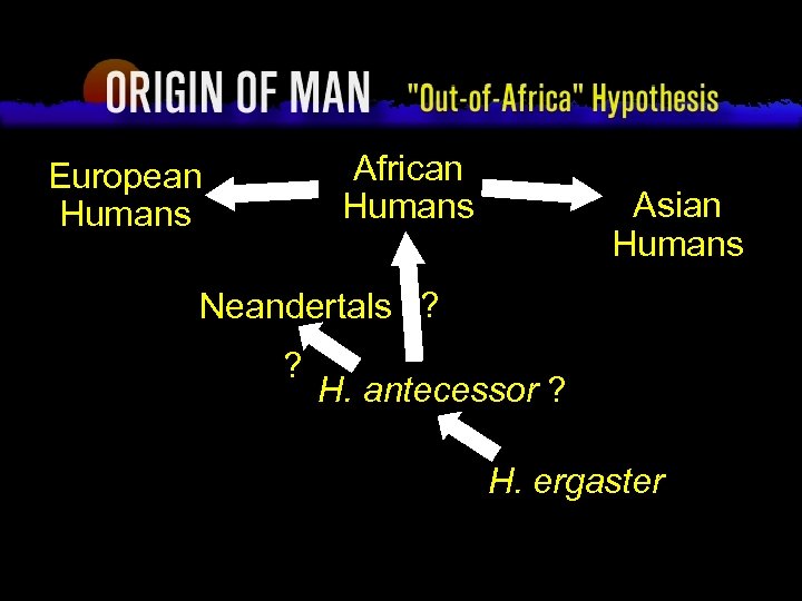 Origin of Man “Out-of-Africa” Hypothesis African Humans European Humans Asian Humans Neandertals ? ?