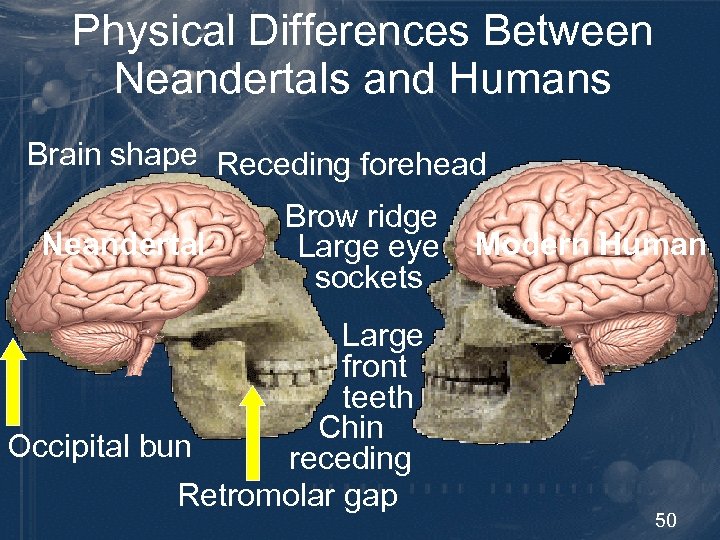 Physical Differences Between Neandertals and Humans Brain shape Receding forehead Neandertal Brow ridge Large