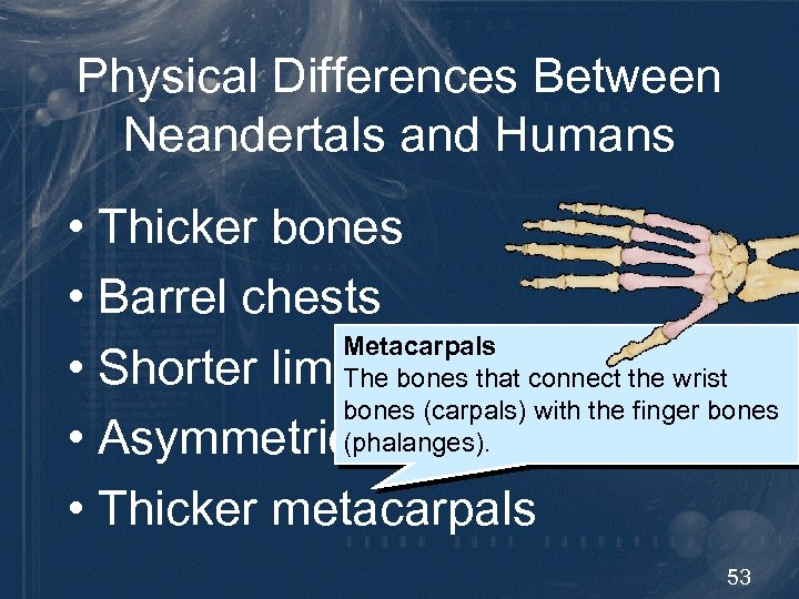 Physical Differences Between Neandertals and Humans • Thicker bones • Barrel chests Metacarpals •