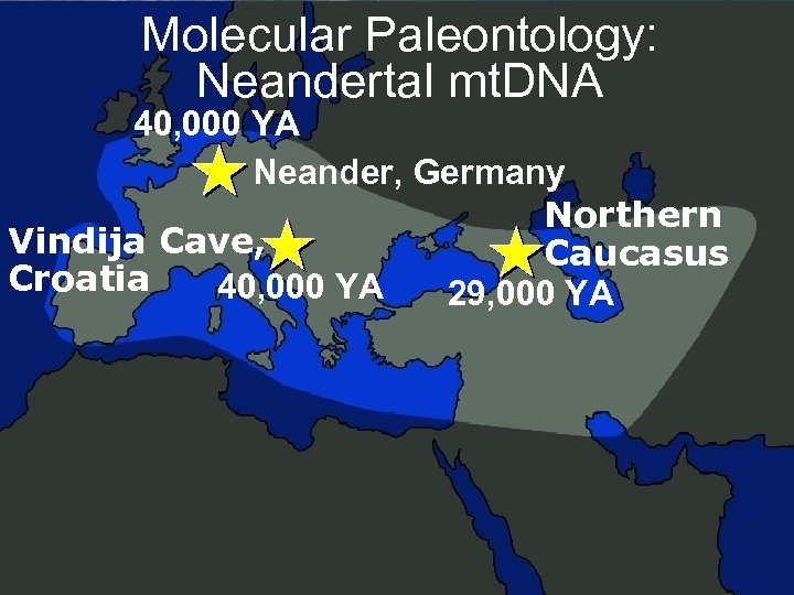 Molecular Paleontology: Neandertal mt. DNA 40, 000 YA Neander, Germany Northern Vindija Cave, Caucasus