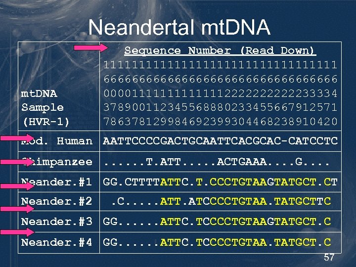 Neandertal mt. DNA Sample (HVR-1) Sequence Number (Read Down) 11111111111111111 66666666666666666 0000111111122222233334 378900112345568880233455667912571 786378129984692399304468238910420