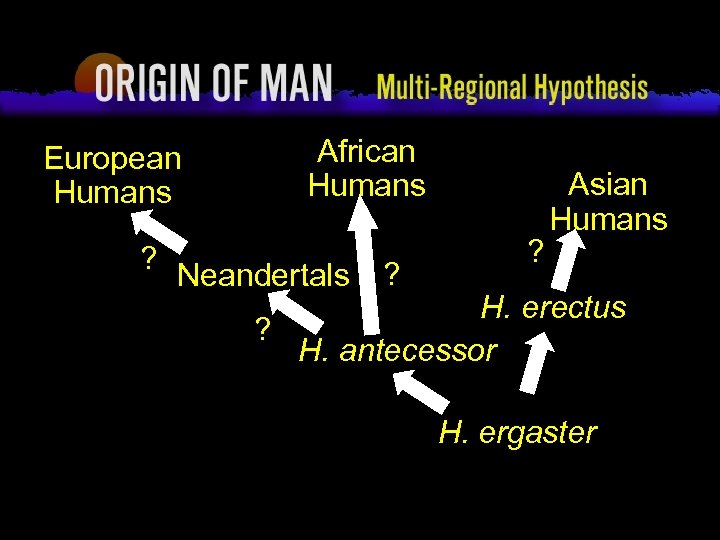 Origin of Man Multi-regional Hypothesis European Humans ? African Humans Neandertals ? ? Asian