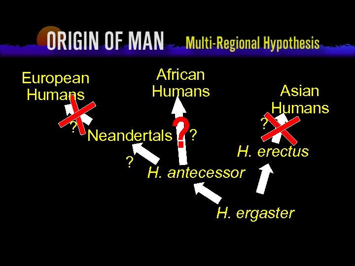 Origin of Man Multi-regional Hypothesis European Humans ? African Humans Neandertals ? ? Asian