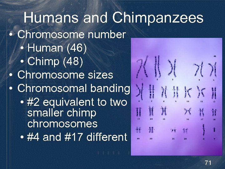Humans and Chimpanzees • Chromosome number • Human (46) • Chimp (48) • Chromosome