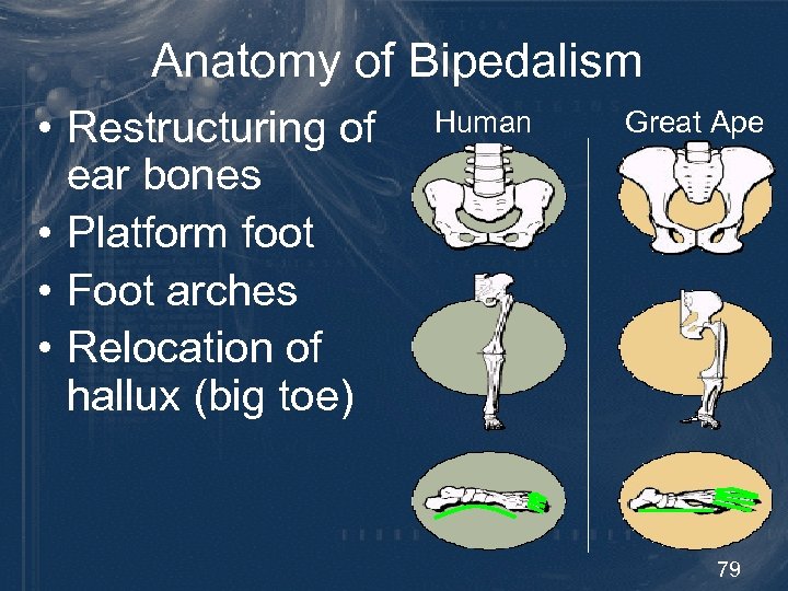 Anatomy of Bipedalism • Restructuring of ear bones • Platform foot • Foot arches