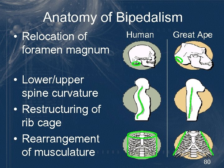 Anatomy of Bipedalism • Relocation of foramen magnum Human Great Ape • Lower/upper spine