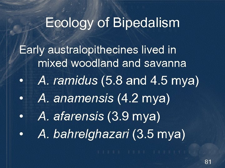 Ecology of Bipedalism Early australopithecines lived in mixed woodland savanna • • A. ramidus