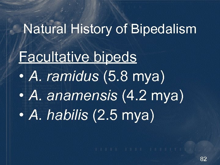 Natural History of Bipedalism Facultative bipeds • A. ramidus (5. 8 mya) • A.