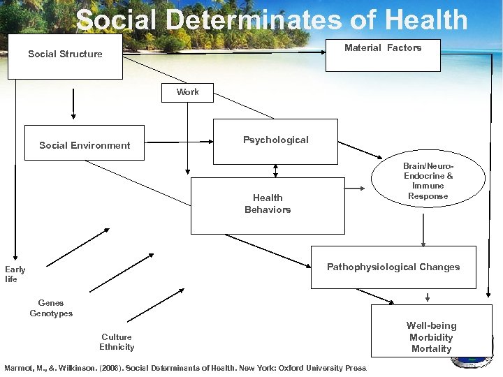 Social Determinates of Health Material Factors Social Structure Work Social Environment Psychological Brain/Neuro. Endocrine