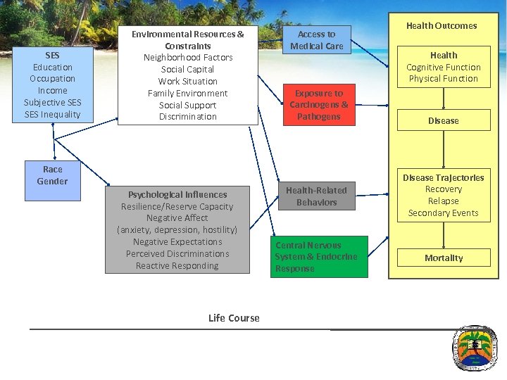SES Education Occupation Income Subjective SES Inequality Environmental Resources & Constraints Neighborhood Factors Social