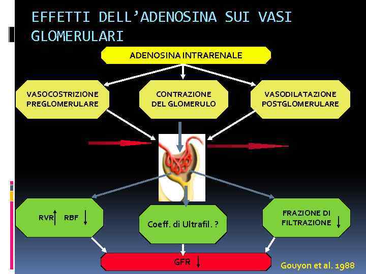 EFFETTI DELL’ADENOSINA SUI VASI GLOMERULARI ADENOSINA INTRARENALE VASOCOSTRIZIONE PREGLOMERULARE RVR RBF CONTRAZIONE DEL GLOMERULO