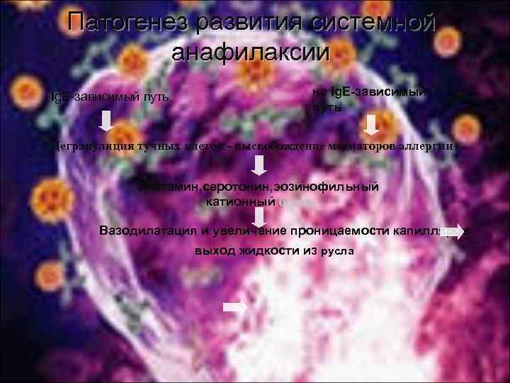 Патогенез развития системной анафилаксии Ig. E-зависимый путь не Ig. E-зависимый путь Дегрануляция тучных клеток