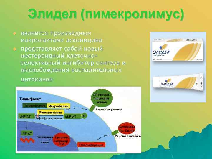 Элидел (пимекролимус) u u является производным макролактама аскомицина представляет собой новый нестероидный клеточноселективный ингибитор