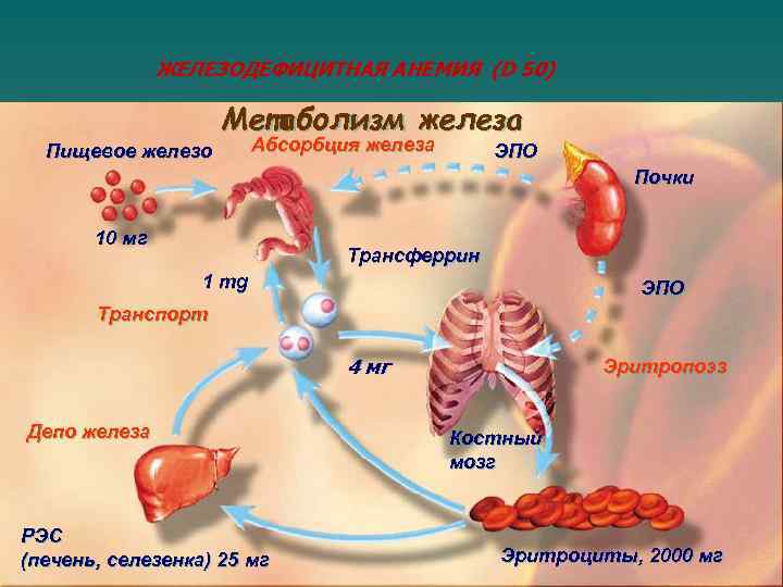 Схема движения железа в депо с участием транспортных белков