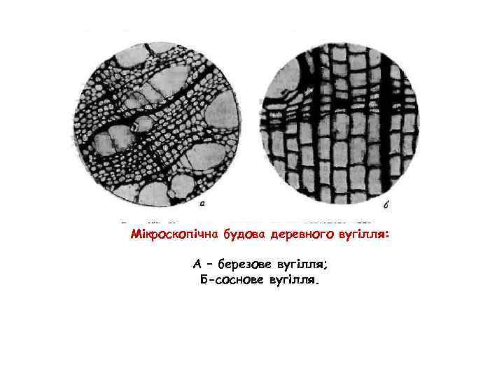 Мікроскопічна будова деревного вугілля: А – березове вугілля; Б-соснове вугілля. 
