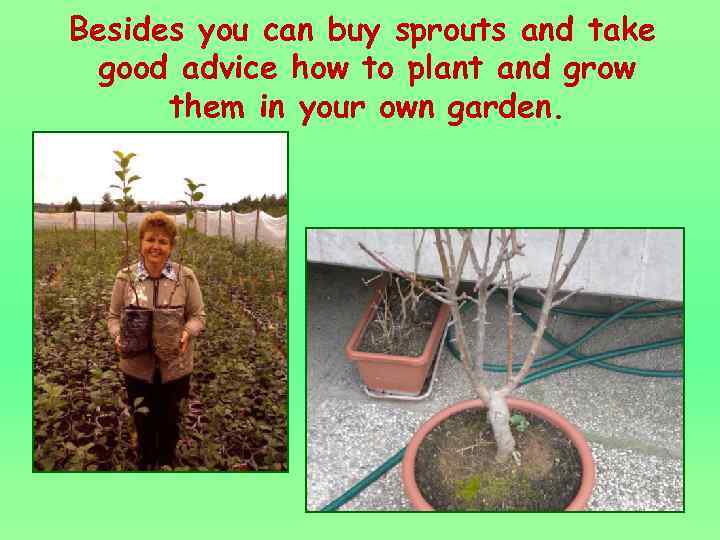 Besides you can buy sprouts and take good advice how to plant and grow