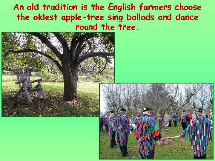 An old tradition is the English farmers choose the oldest apple-tree sing ballads and