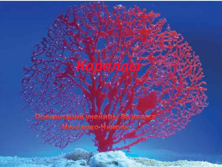 Кораллы Презентация ученицы 8 а класса Ильченко Николь 