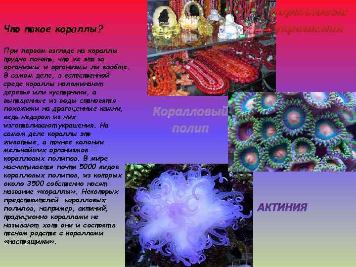 Коралловые украшения Что такое кораллы? При первом взгляде на кораллы трудно понять, что же