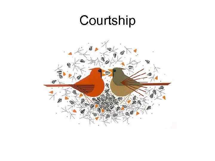 Courtship 
