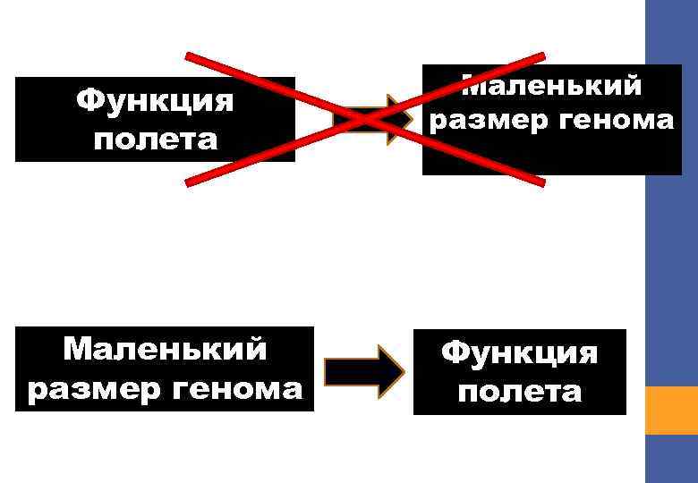 Функция полета Маленький размер генома Функция полета 