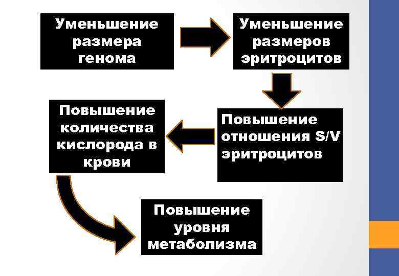 Уменьшение размера генома Уменьшение размеров эритроцитов Повышение количества кислорода в крови Повышение отношения S/V