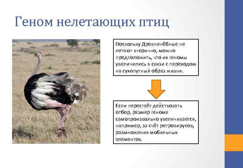 Геном нелетающих птиц Поскольку Древненёбные не летают вторично, можно предположить, что их геномы увеличились