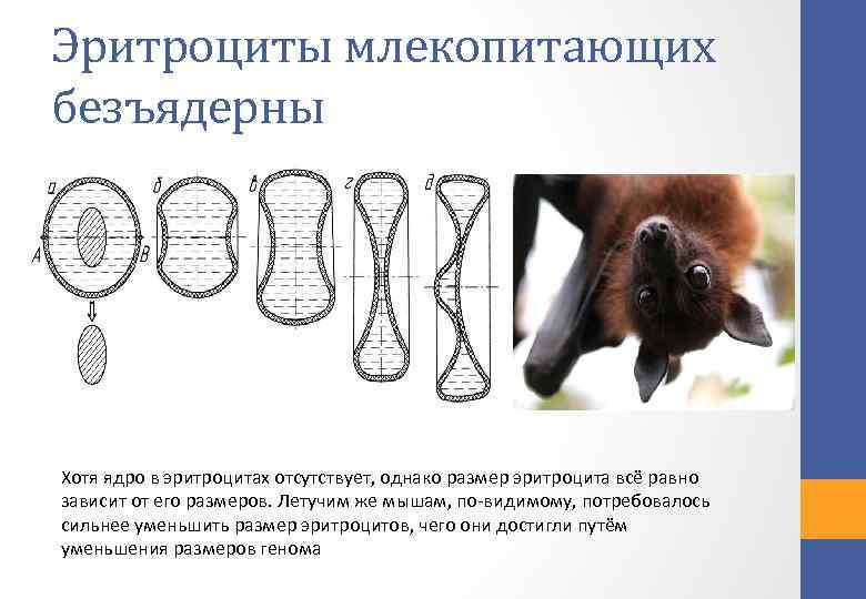 Эритроциты млекопитающих безъядерны Хотя ядро в эритроцитах отсутствует, однако размер эритроцита всё равно зависит