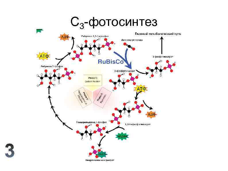C 3 -фотосинтез 