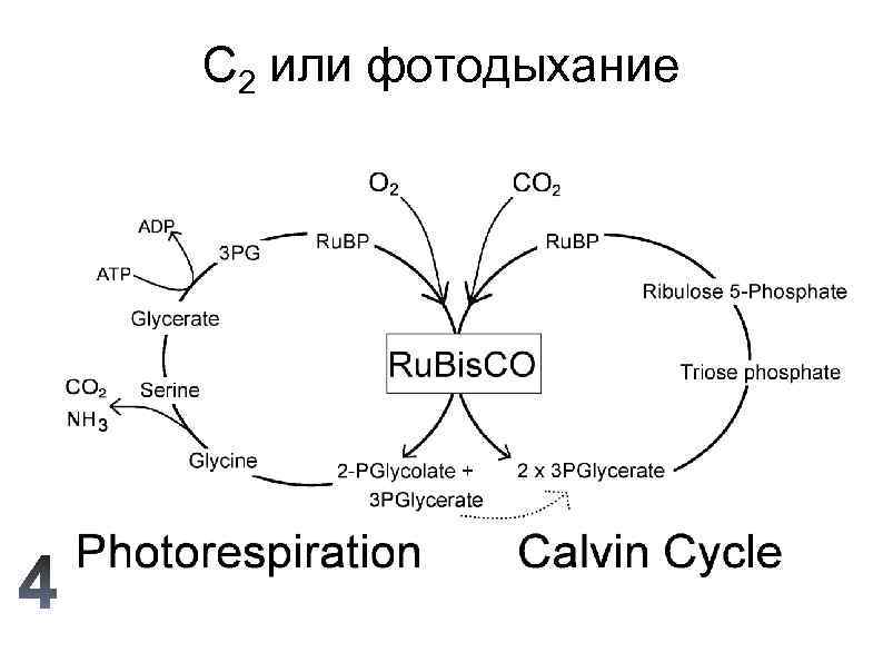 C 2 или фотодыхание 