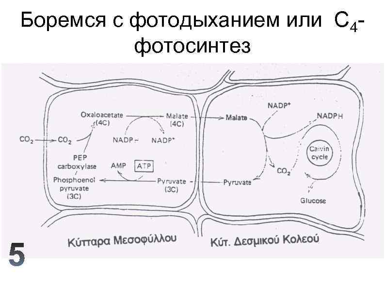 Боремся с фотодыханием или C 4 фотосинтез 
