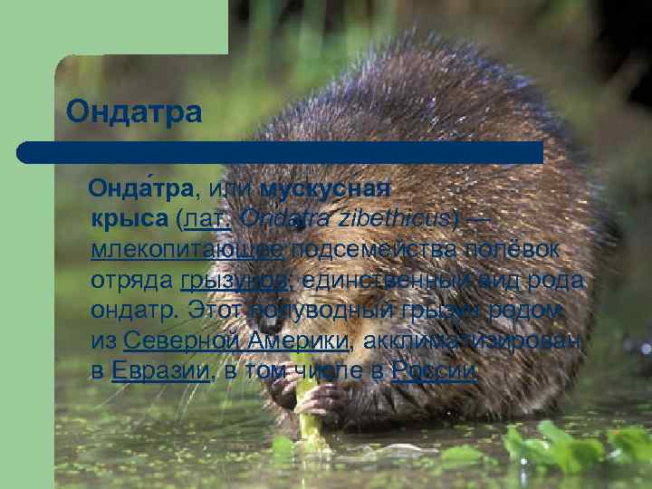 Ондатра Онда тра, или мускусная крыса (лат. Ondatra zibethicus) — млекопитающее подсемейства полёвок отряда