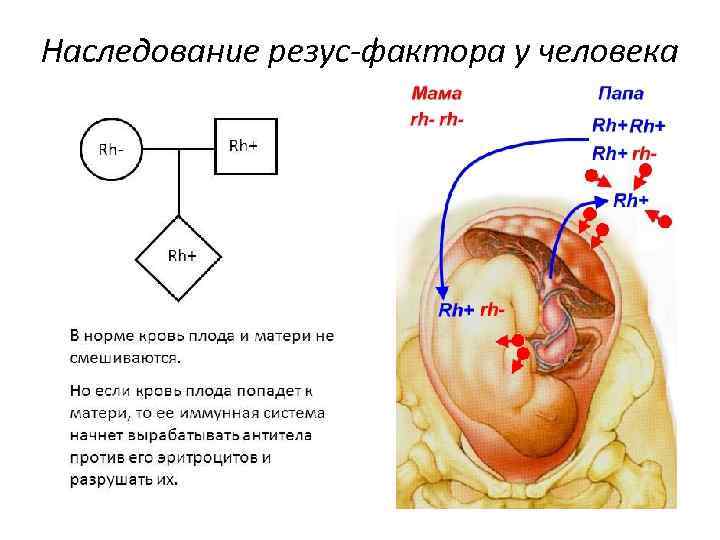 Наследование резус-фактора у человека 